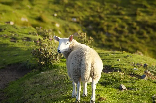 Sheep, Scotland, Highlands
